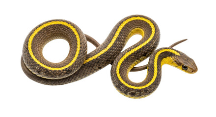 Isolated Western Ribbonsnake, Thamnophis elegans, a nonvenomous reptile, animal behavior