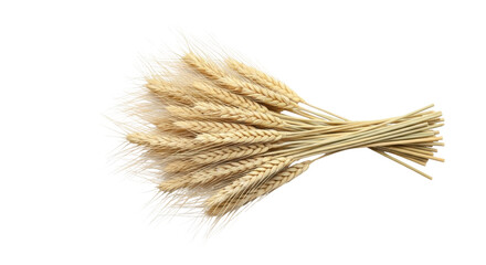 Isolated sheaf of wheat stalks for decoration of rustic bouquet, still life, or composition