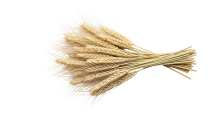 Isolated sheaf of wheat stalks for decoration of rustic bouquet, still life, or composition