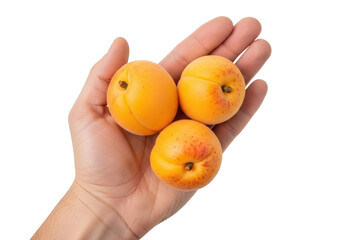 Isolated image of fresh, ripe apricots held in a hand, ready to eat or for fruit salad