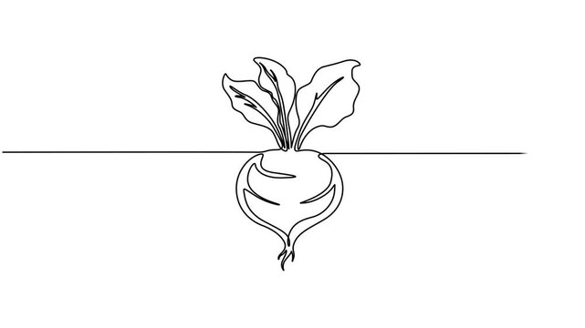 Video. Beetroot continuous one line drawing animation. Full length single line art 4K animation, Animated self drawing of continuous line draw whole and half sliced healthy freshness organic beetroot