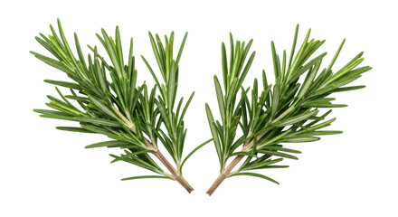 Isolated green sprigs of rosemary on a plain backdrop for culinary or herbal applications