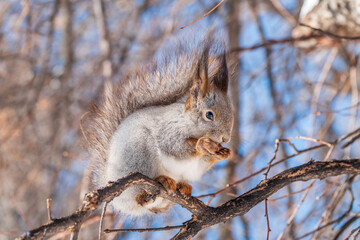 The squirrel with nut sits on tree in the winter or late autumn