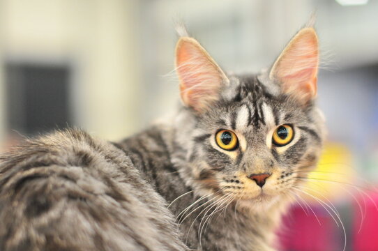 Close up portrait of fluffy tabby cat with yellow eyes looking at camera indoors