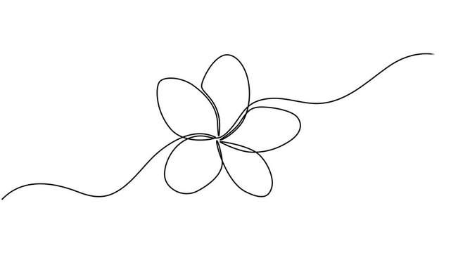 Plumeria flower continuous one line drawing animation. Frangipani linear blossom animated video, Video. A lily flower drawn with one continuous editable line. Animation on white background 4K
