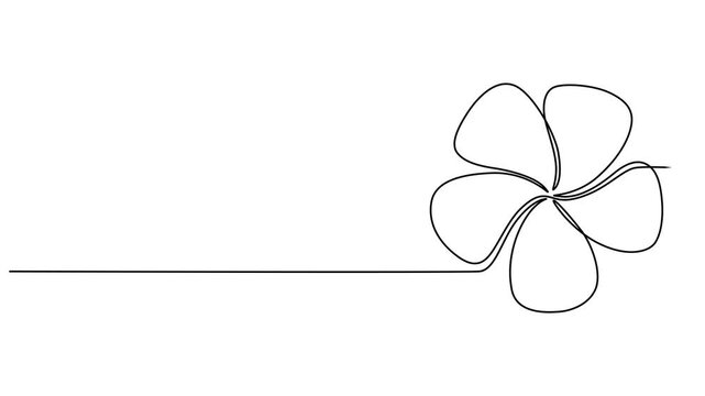 Plumeria flower continuous one line drawing animation. Frangipani linear blossom animated video, Video. A lily flower drawn with one continuous editable line. Animation on white background 4K