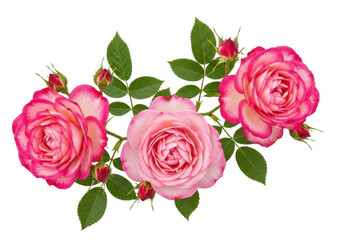 Isolated Pink Roses with Buds Arrangement, Floral Design Element, Romantic Summer Plant