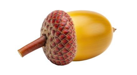 Isolated closeup of acorn with scaly cupule and stem, nature's bounty, autumn's harvest