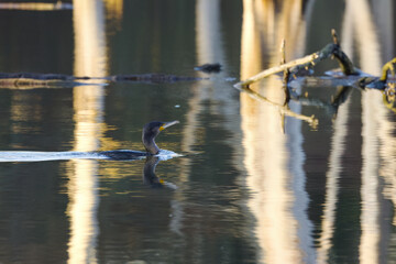 cormorant reflected in the pond from the side, cormorant with turquoise eyes in the lake, cormorant by golden water, large dark bird, sunset on the pond, Phalacrocoracidae