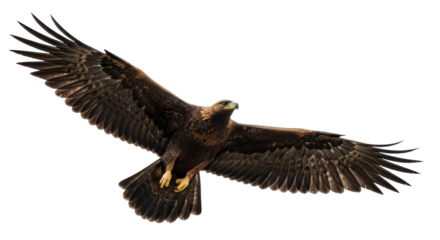 Isolated Golden Eagle soars gracefully, wings outstretched against clean sky for wildlife imagery