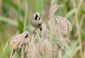 Pair of male Bearded Tits perched on fluffy reed heads in wetlands © Юрій Балагула