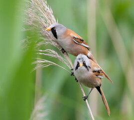 Two male Bearded Tits on a fluffy reed head, one looking at camera © Юрій Балагула