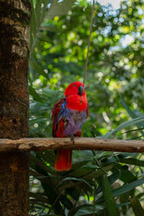 A red and green parrot is perched on a tree branch in a zoo in Lombok, Indonesia on a bright and cool morning.