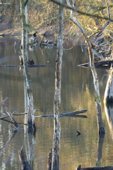 Lake with dead trees upright, pond with many tree trunks, pond with shrubs, flooded pond with dead wood, mystical place vertical
