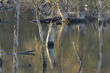 Lake with dead trees, pond with many tree trunks, pond with shrubs, flooded pond with dead wood, mystical place