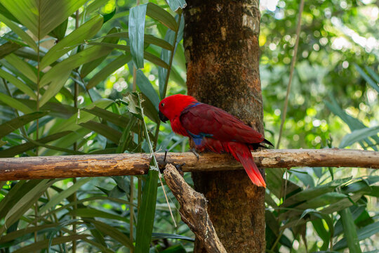 A red and green parrot is perched on a tree branch in a zoo in Lombok, Indonesia on a bright and cool morning.