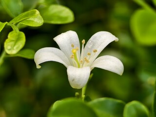 Obraz premium The white orange jasmine flower or Murraya paniculata, has a very fragrant aroma and is used in the production of essential oils