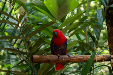 A red and green parrot is perched on a tree branch in a zoo in Lombok, Indonesia on a bright and cool morning.