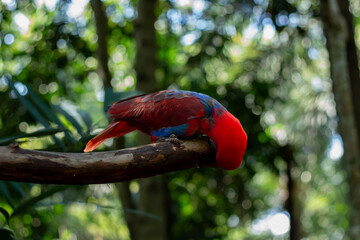 A red and green parrot is perched on a tree branch in a zoo in Lombok, Indonesia on a bright and cool morning.