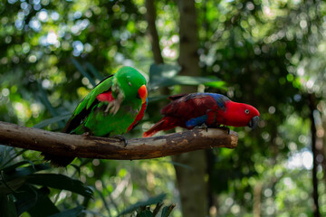 A red and green parrot is perched on a tree branch in a zoo in Lombok, Indonesia on a bright and cool morning.