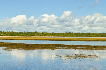 A peaceful palm tree stands watch over the blue waves of Para&iacute;so Beach on Boipeba Island, Bahia, Brazil.