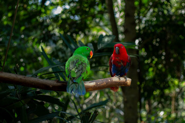 A red and green parrot is perched on a tree branch in a zoo in Lombok, Indonesia on a bright and cool morning.
