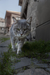 Obraz premium Close-up portrait of a grey tabby cat walking confidently towards the camera on an old stone street. The animal looks directly into the lens with a serious, expressive face. Shallow depth of field, na
