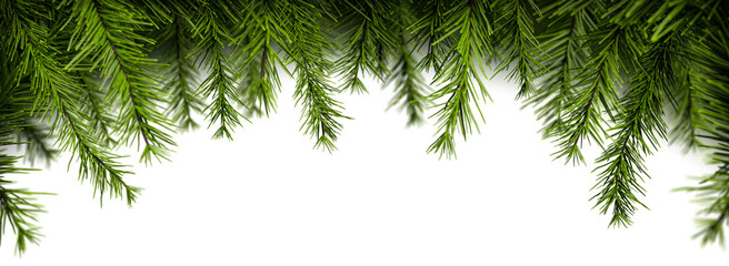 Holiday Pine Branches Border – Christmas Top Frame Background
