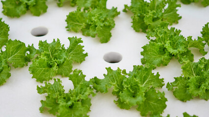 Closeup of Hydroponic Farm with Fresh Green Lettuce Growing in Controlled Indoor Environment for Sustainable Agriculture. Banner, copy space