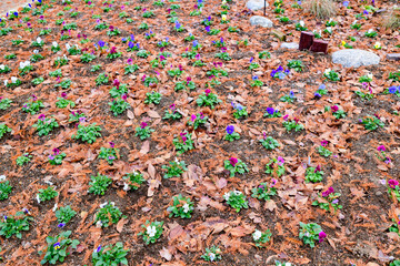 Obraz premium 杜の都仙台 秋の七北田公園を歩む 