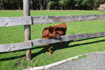 Naklejka premium Young bull in a pasture, High Tatras, Slovakia.