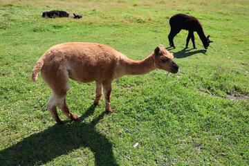 Naklejka premium Alpacas on a farm, High Tatras, Slovakia.