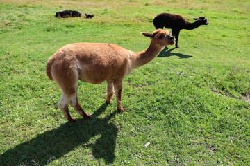 Alpacas on a farm, High Tatras, Slovakia.