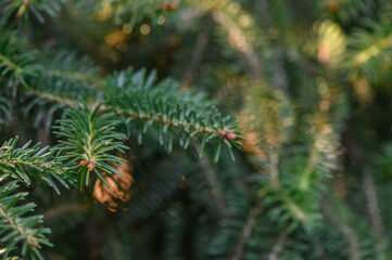 Nordmann Fir Needles and Cones Close-Up