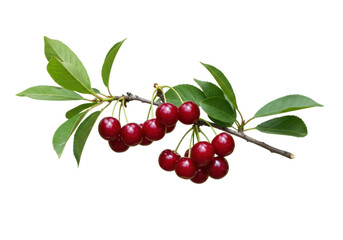 Isolated bunch of red cherries with leaves on a branch, sweet and fresh looking fruit snack