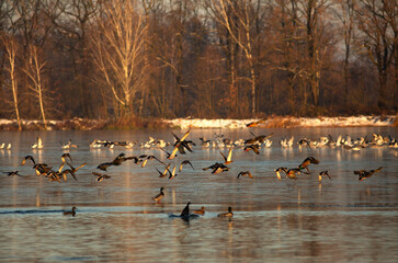 Jesienny, listopadowy poranek na stawach. Stado kaczek na zamarzniętym stawie.