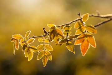 Jesienny, listopadowy poranek, zima, śnieg, przymrozek, szadź.