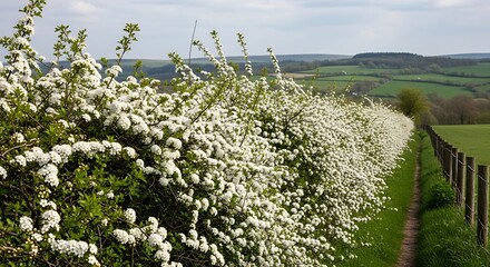 Blooming hawthorn hedge lines a rural path with rolling hills.