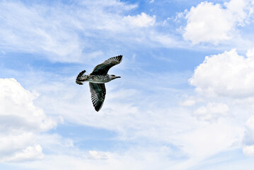 Seagull Flying in a Cloudy Blue Sky	