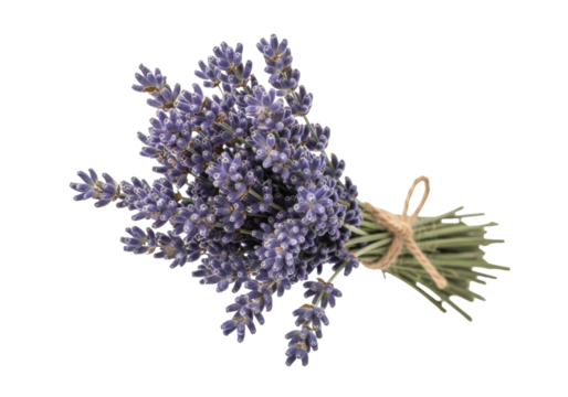 Isolated bunch of vibrant and fragrant lavender flowers, tied with natural twine cord
