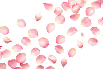 Pink cherry blossom petals falling isolated on transparent background