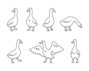Set of cartoon geese in walking, standing, and pecking positions © Lifeking