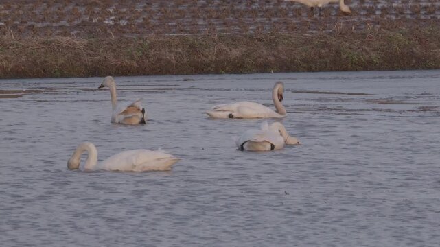 雪解けの池に群がる白鳥