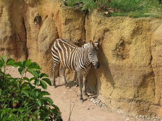 Zebra
