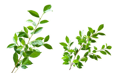 Ficus leaf isolated with clipping path