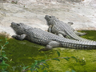 Coccodrillo