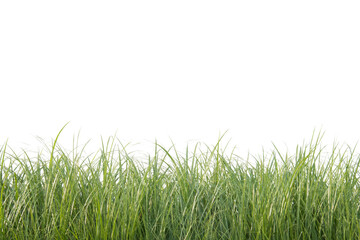 Fototapeta premium Line of grass blades isolated with clipping path
