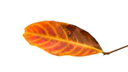 Yellow and brown Queens flower or Lagerstroemia speciosa leaf isolated with clipping path