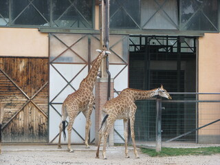 Giraffa