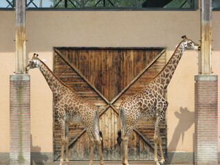 Giraffa